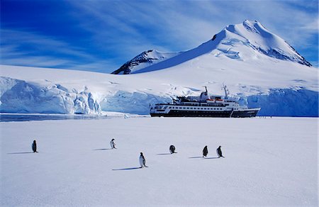 Manchots papous (Pygoscelis papua) sur la glace de mer avec croisière navire au-delà Photographie de stock - Rights-Managed, Code: 862-03288563