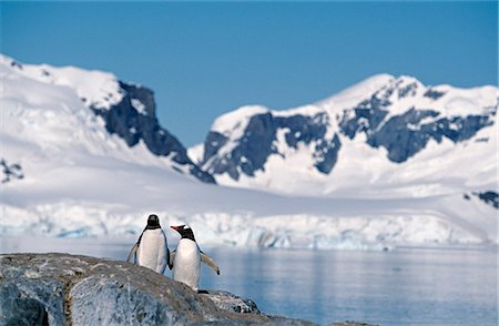 simsearch:862-03288559,k - Gentoo Penguins,Pygoscelis papua at the Chilean base in Paradise Harbour on the Antarctic Peninsula. Stock Photo - Rights-Managed, Code: 862-03288581