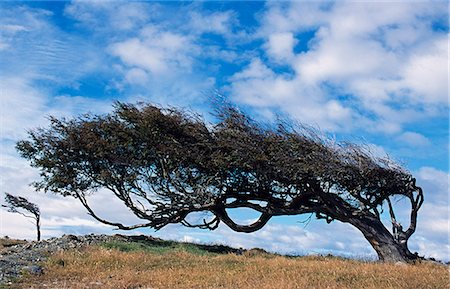 Tree bent over from the strong Tierra Del Fuego West winds Foto de stock - Con derechos protegidos, Código: 862-03288609