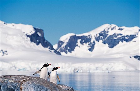 simsearch:862-03288559,k - Gentoo Penguins,Pygoscelis papau,at the Chilean base in Paradise Harbour on the Antarctic Peninsula. Stock Photo - Rights-Managed, Code: 862-03288602