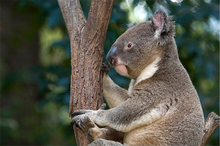 eucalypt tree - Koala (Phascolarctos cinereus) Foto de stock - Con derechos protegidos, Código: 862-03288644