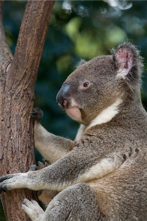 eucalyptus - Koala (Phascolarctos cinereus) Photographie de stock - Rights-Managed, Code: 862-03288645