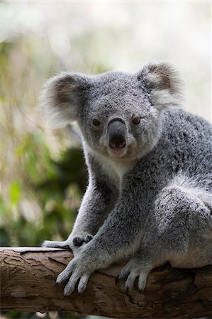 Koala (Phascolarctos cinereus) Foto de stock - Con derechos protegidos, Código: 862-03288653