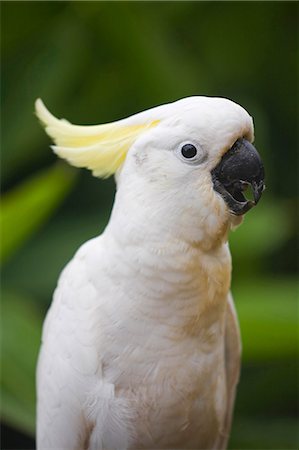 plumaje - Sulphur-crested Cockatoo (Cacatua galerita) Foto de stock - Con derechos protegidos, Código: 862-03288682