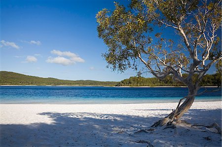 eucalypt tree - Les tons sables et bleus blancs du Mckenzie lac d'eau douce. Le lac est une attraction populaire pour les visiteurs et est l'un des nombreux lacs perchés sur l'île de Fraser. Photographie de stock - Rights-Managed, Code: 862-03288698