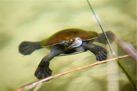 A freshwater turtle comes up to breathe at Lake Allom in the Fraser Island interior. Lake Allom is one of a number of perched lakes formed on the world's largest sand island. Stock Photo - Rights-Managed, Code: 862-03288710