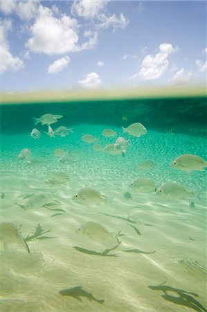 Fish swim in the clear waters of Champagne Pools - natural rock pools flanking the sea on the north-east tip of Fraser Island. Foto de stock - Con derechos protegidos, Código: 862-03288713