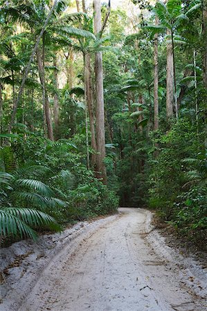 simsearch:862-03736328,k - Une route sablonneuse serpente à travers la dense forêt tropicale humide de l'intérieur de l'île de Fraser. Les pistes, une fois utilisés par les bûcherons pour transporter du bois, traversent l'île et ne sont accessibles que par quatre roues de voiture. Photographie de stock - Rights-Managed, Code: 862-03288722