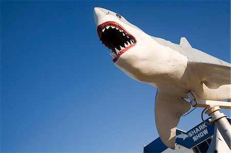 simsearch:862-03288708,k - Une statue d'un grand requin blanc accueille les visiteurs à l'entrée de Vic Hislop Shark montrer à Hervey Bay. Photographie de stock - Rights-Managed, Code: 862-03288746