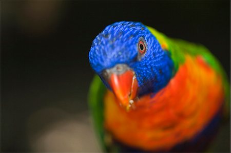 Rainbow Lorikeet (Trichoglossus haematodus). The colourful lorikeet is common to the eastern seaboard of Australia and feeds mainly on pollen and nectar. Stock Photo - Rights-Managed, Code: 862-03288767
