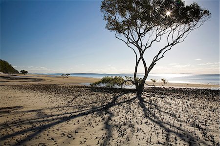 A mangrove tree grows out of the coastal sands of Kingfisher Bay on Fraser Island. The World Heritage Listed island is home to a number of different ecosystems including sand dunes,tropical rainforest and coastal mangroves. Foto de stock - Direito Controlado, Número: 862-03288761