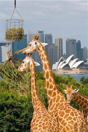simsearch:862-03288793,k - Giraffes feeding at Taronga Zoo with a scenic backdrop of the Sydney Opera House and harbour Fotografie stock - Rights-Managed, Codice: 862-03288812