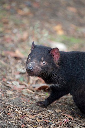 A Tasmanian Devil at the Something Wild nature reserve near Mount Field,Tasmania Foto de stock - Direito Controlado, Número: 862-03288913