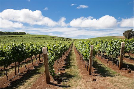 Vines at Pipers Brook vineyard,the oldest in Tasmania Stock Photo - Rights-Managed, Code: 862-03288986