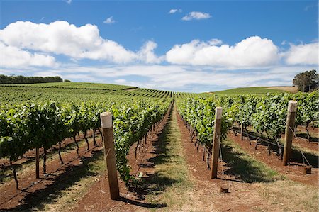 simsearch:862-03352276,k - Vignes au vignoble Pipers Brook, la plus ancienne en Tasmanie Photographie de stock - Rights-Managed, Code: 862-03288986