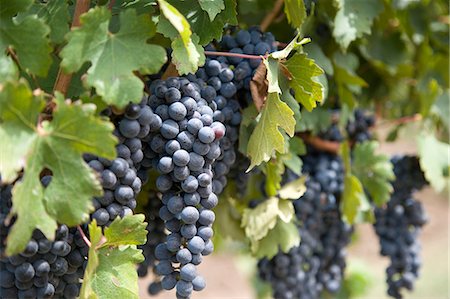 Lakes Folley vineyard in the Hunter Valley Foto de stock - Con derechos protegidos, Código: 862-03289041