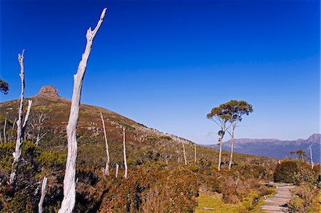 Australie, Tasmanie, « Parc National de Cradle Mountain-Lake St Clair ». Vue du Mont Pelion East (1433m) du mont Ossa (1617m), point culminant de la Tasmanie, sur la piste Overland - partie Tasmanian Wilderness Site du patrimoine mondial. Photographie de stock - Rights-Managed, Code: 862-03289075