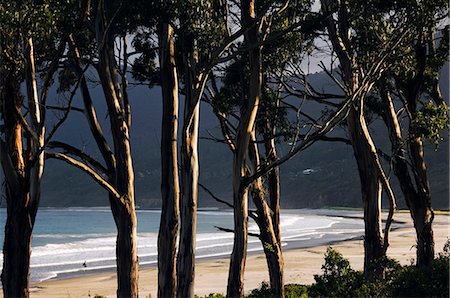 simsearch:862-03437602,k - Australia,Tasmania,Tasman Peninsula,Tasman National Park .Late afternoon light on beach and trees. Stock Photo - Rights-Managed, Code: 862-03289087