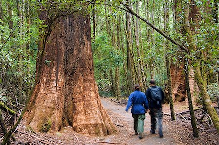 simsearch:862-03289011,k - Australia,Tasmania,Mount Fields National Park. Visitors on the Tall Trees Walk,dwarfed by the huge trees. Foto de stock - Con derechos protegidos, Código: 862-03289081