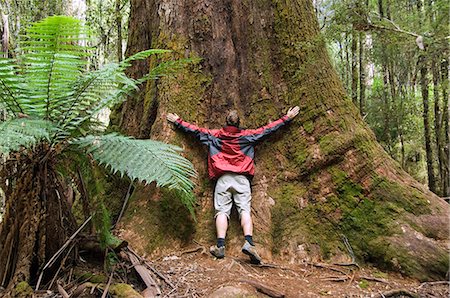 simsearch:862-06677388,k - Australia,Tasmania,Mount Fields National Park. Visitors on the Tall Trees Walk,dwarfed by the huge trees . Stock Photo - Rights-Managed, Code: 862-03289083
