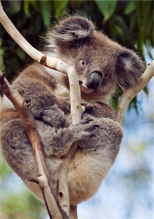 eucalyptus tree photography - Australia,Victoria. A koala on Phillip Island. Stock Photo - Rights-Managed, Code: 862-03289115