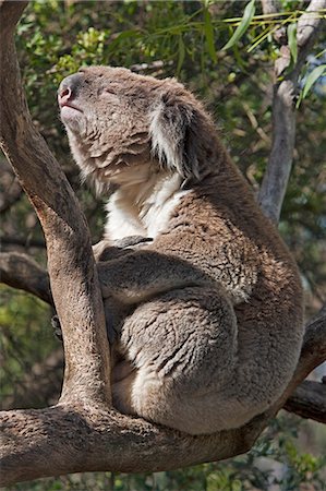 phillip island - Australie, Victoria. Un koala s'étend dans le soleil d'après-midi tardif. Photographie de stock - Rights-Managed, Code: 862-03289111