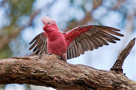 perroquet - Australie, Victoria. Un magnifique Cacatoès rosalbin, un perroquet australien, déploie ses ailes. Photographie de stock - Rights-Managed, Code: 862-03289112