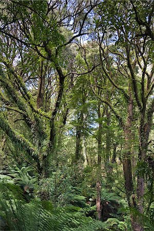 simsearch:862-03289140,k - Australia,Victoria. The rainforest in Melba Gully of the Otway National Park,off the Great Ocean Road southwest of Melbourne. Foto de stock - Direito Controlado, Número: 862-03289127