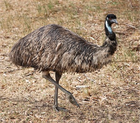 Austrailia,Victoria. A flightless emu,Australia’s largest bird. Stock Photo - Rights-Managed, Code: 862-03289139