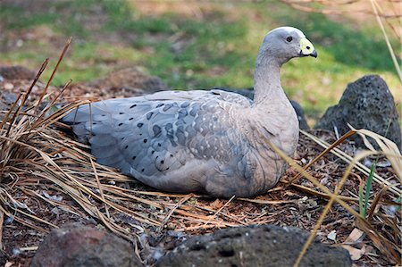 simsearch:862-03289140,k - Australia,Victoria. A Cape Barren Goose. Foto de stock - Direito Controlado, Número: 862-03289144