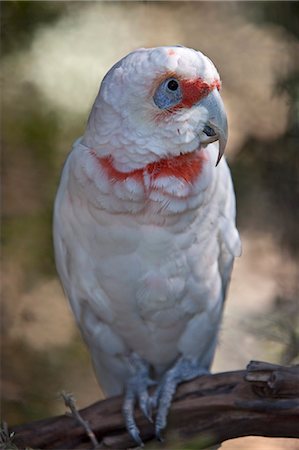 papagaio (pássaro) - Australia,Victoria. A long-billed Corella,native to Australia specifically around western Victoria and southern New South Wales. Foto de stock - Direito Controlado, Número: 862-03289145