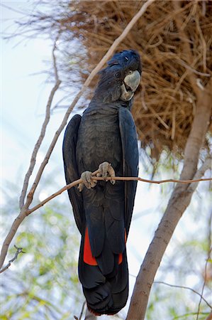 Australia,Northern Territory. A red-tailed Cockatoo at Alice Springs Desert Park. Stock Photo - Rights-Managed, Code: 862-03289156