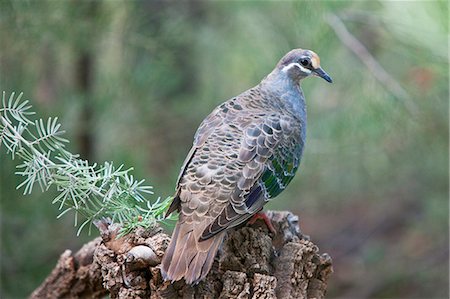 Australie, Northern Territory. Un Pigeon commun de Colombine à Alice Springs Desert Park. Photographie de stock - Rights-Managed, Code: 862-03289158