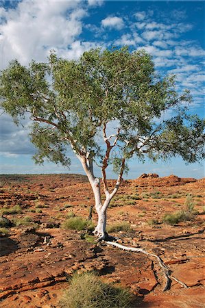 simsearch:862-03289177,k - Australia,Northern Territory. A Ghost Gum with an exposed root thrives in rocky terrain at Kings Canyon. Stock Photo - Rights-Managed, Code: 862-03289169