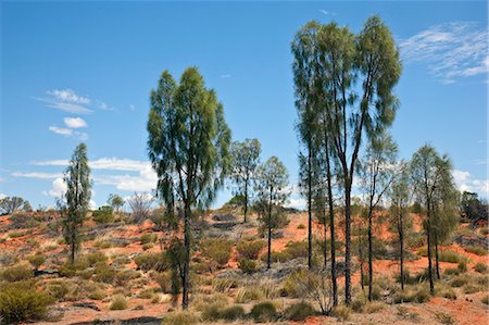 scrub country - Australia,Northern Territory. A stand of desert oaks (a member of the Casuarina family) in semi-arid country near Ayres Rock. Stock Photo - Rights-Managed, Code: 862-03289176