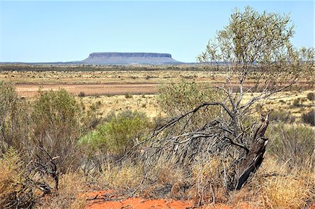 eucalyptus - Australie, Northern Territory. Aplatie Mont Conner, s'élevant à une hauteur de 2 818 mètres, domine le paysage près de Curtin Springs. Photographie de stock - Rights-Managed, Code: 862-03289172