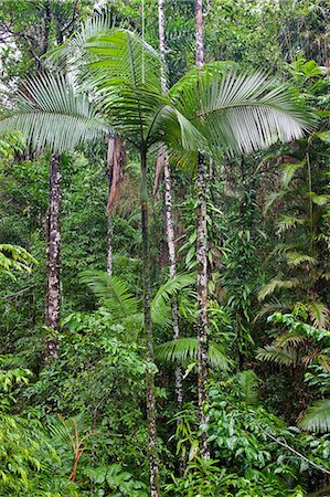 eco system - Australia,Queensland. . The beautiful and very diverse Daintree Rainforest,a World Heritage Site,covers 1,200 square kilometres in tropical far north Queensland. It is believed to be the oldest rainforest in the world. Stock Photo - Rights-Managed, Code: 862-03289188