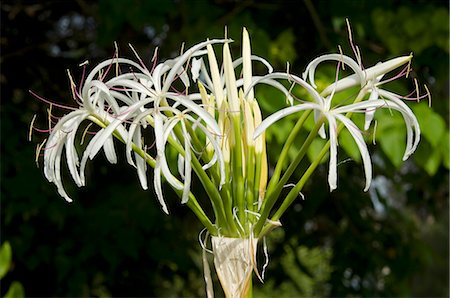 simsearch:862-03289334,k - La fleur blanche exubérante d'un lis araignée sur Little Whale Cay Photographie de stock - Rights-Managed, Code: 862-03289316
