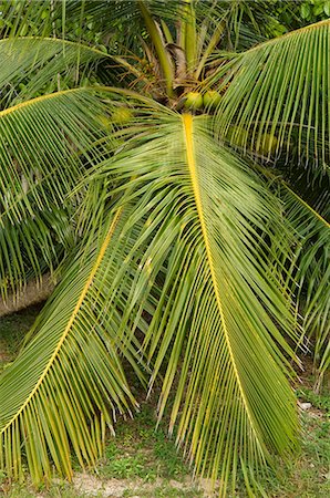 simsearch:862-03289339,k - A Gold Malay coconut palm on Little Whale Cay Foto de stock - Con derechos protegidos, Código: 862-03289323