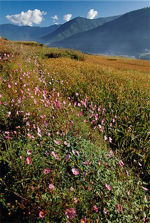 Flowers growing at the edges of Rice paddy which surround the Thimphu Dzong on the outskirts of Thimpu,Bhutan's Capital City Stock Photo - Rights-Managed, Code: 862-03289409