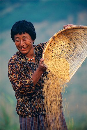 A Bhutanese woman harvesting rice by winnowing the grain. Typical rural scene of terraced rice paddy fields greet visitors along the fertile Mo-Chu Valley. Stock Photo - Rights-Managed, Code: 862-03289412