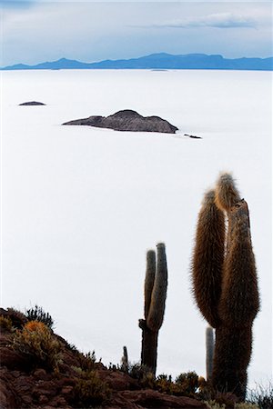 simsearch:862-03289428,k - View from the top of Isla de Pescado (Fish Island) across the Salar de Uyuni,the largest salt flat in the world. Foto de stock - Con derechos protegidos, Código: 862-03289426