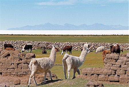 salar de uyuni - Llamas graze the pasture outside the village of Tahua on the northern shore of the Salar de Uyuni,the world's largest salt flat. Stock Photo - Rights-Managed, Code: 862-03289438