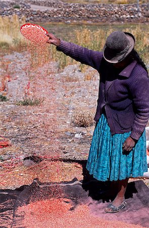 Eine Frau Aymara winnows Quinoa, das Grundnahrungsmittel Getreide der Anden, in dem Dorf Tahua am nördlichen Ufer des der Salar de Uyuni, der weltweit größten Salz flach. Stockbilder - Lizenzpflichtiges, Bildnummer: 862-03289439