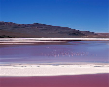 red alga - Flamingos feed on the algae-rich waters of Laguna Colorada. The distinctive red colour of this high altitude lagoon is due to the high concentration of algae whilst deposits of borax form a white fringe to the lake. Colorada is the biggest nesting site of the rare James flamingo and also hosts large concentrations of Chilean and Andean flamingos. Stock Photo - Rights-Managed, Code: 862-03289452