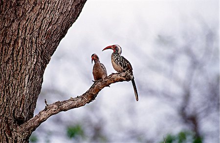 Yellow-billed hornbill,Chobe National Park. Stock Photo - Rights-Managed, Code: 862-03289516