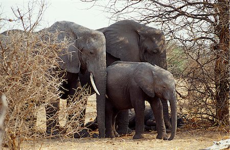 simsearch:862-03367302,k - Groupe familial d'éléphants, Parc National de Chobe. Photographie de stock - Rights-Managed, Code: 862-03289518