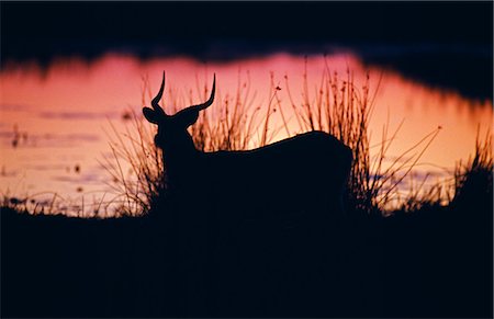 simsearch:862-03437958,k - Botswana,Okavango Delta,Moremi Game Reserve. Male Lechwe (Kobus lechwe) silhouetted against lagoon at sunset. Lechwe's hooves are splayed and adapted to bounding through muddy water. Stock Photo - Rights-Managed, Code: 862-03289513