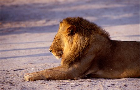 désert de kalahari - Lion mâle au repos sous le soleil du soir Photographie de stock - Rights-Managed, Code: 862-03289527