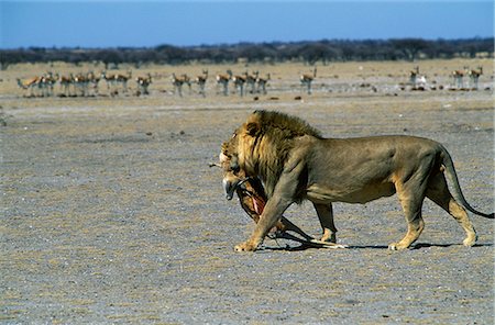 Lion mâle porte un springbok qu'il a tué Photographie de stock - Rights-Managed, Code: 862-03289528